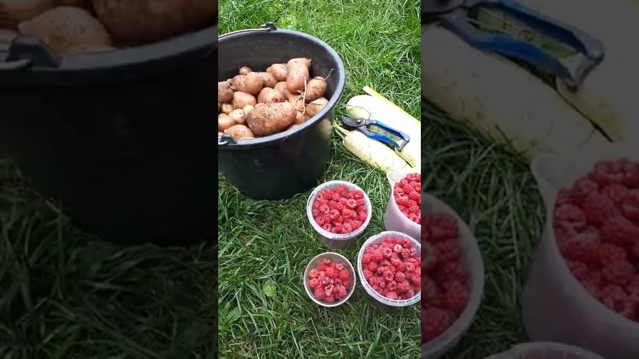 #МАЛИНА ремонтантная начала плодоношение ОСЕНЬЮ и #урожай 6 сентября смотреть онлайн