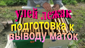 Улей лежак. Отстройка вощины. Подготовка к выводу маток