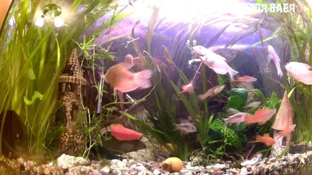 Как чистить стенки аквариума! Чистка стекла в аквариуме губкой! #Аквариум смотреть онлайн