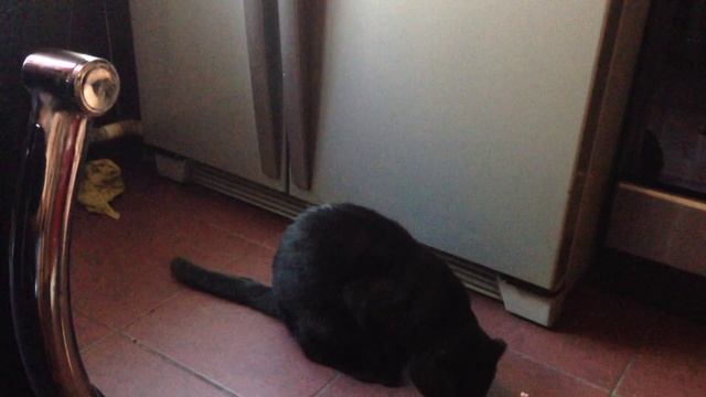 Котейка на задних лапах стоит смотреть онлайн