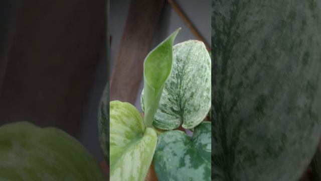 Scindapsus exotica variegata Borneo - Fazza Nursery | Popular Plant смотреть онлайн