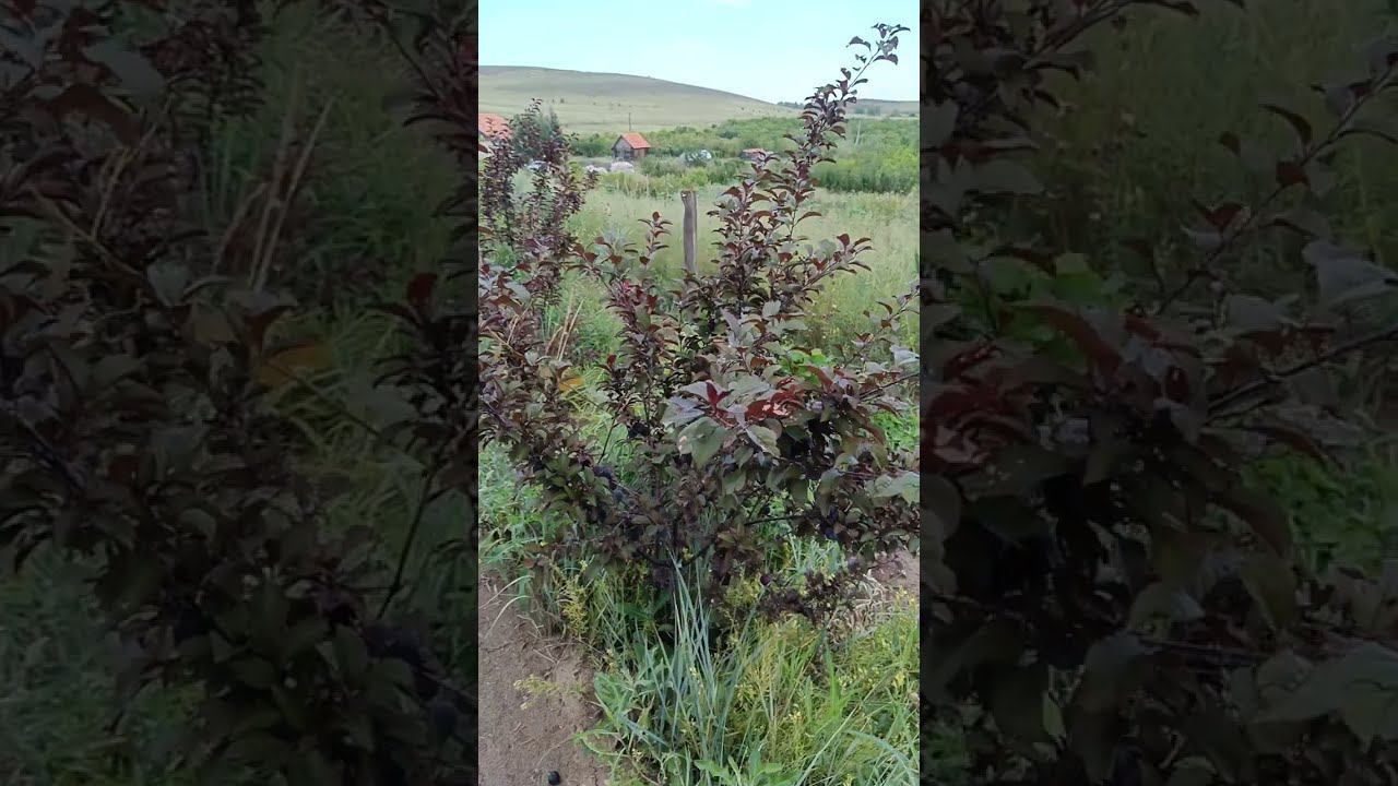 Слива Цыганочка