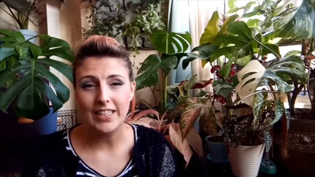 Monstera care and problem tips! смотреть онлайн