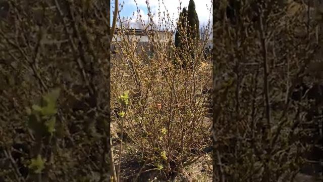 вишня гумми японская вишня г выкса 8 -906-351-1000 саит супер-огород 7910 орг смотреть онлайн