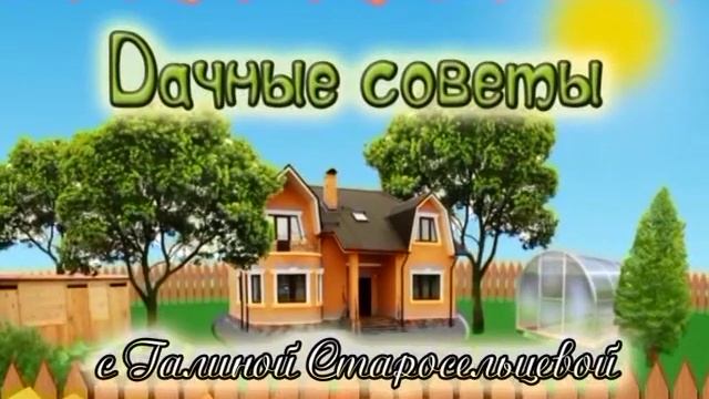 Посев корнеплодов. Уход за бахчевыми. Как сеять дайкон, репу и редьку смотреть онлайн