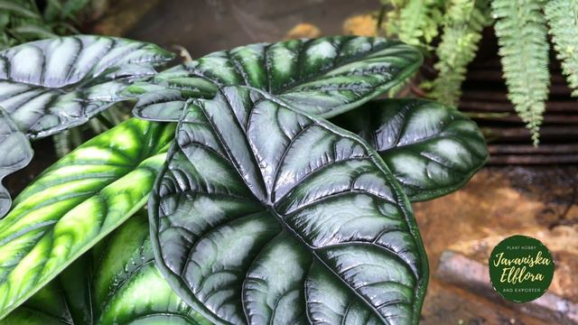 ALOCASIA BAGINDA | Plant Identification | #alocasiabaginda #alocasidragonscale #alocasia #aroid