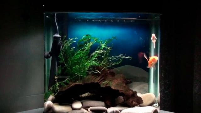 Рыбка Аквинта смотреть онлайн