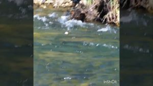 Амбук - р.Оя