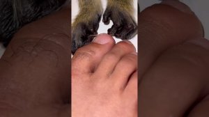 ASMR monkey Primal Stimulation Grooming Manicure