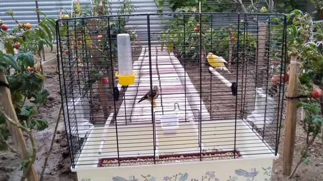 щегол и канарейка вместе растут с месячного возраста. смотреть онлайн