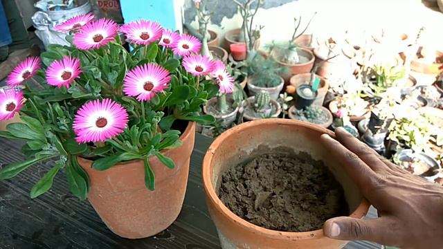 How to grow Portulaca / moss rose from seed (27-02-2018) смотреть онлайн
