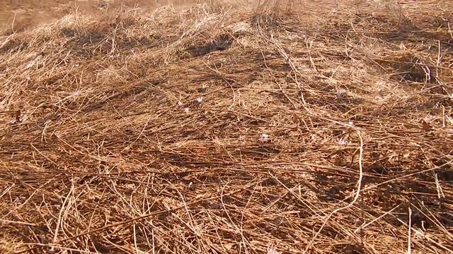 Брандушка разноцветная (Colchicum bulbocodium subsp. versicolor). смотреть онлайн