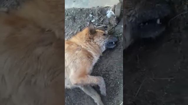 Астрахань ноябрь 2019. Не для детей. Жестокое обращение с животными смотреть онлайн