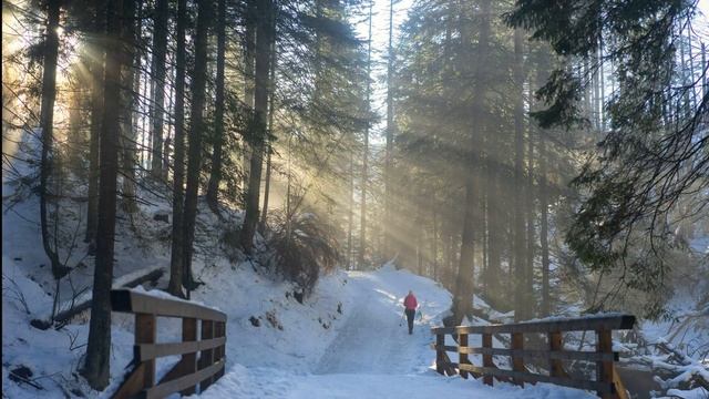 Музыка для сна. Леc и музыка. Расслабление. Forest Music. Music for sleep. Relaxing Sleep Musi смотреть онлайн