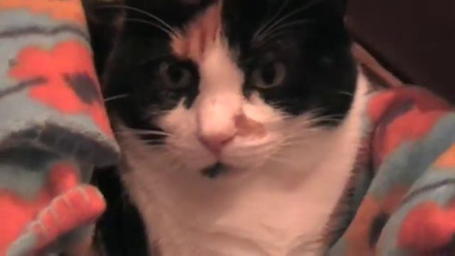 Je te veux (Erik Satie) смотреть онлайн