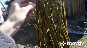 💡Развитие плетеного дерева из ивы и дальнейший уход за ним.