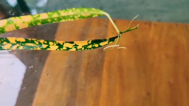 How To Grow Croton Leaves In Water 🍂🍃/ Croton   ৰ পাতৰ পৰা শিপালৈ ।।🥳🤗  Decorative Leaves