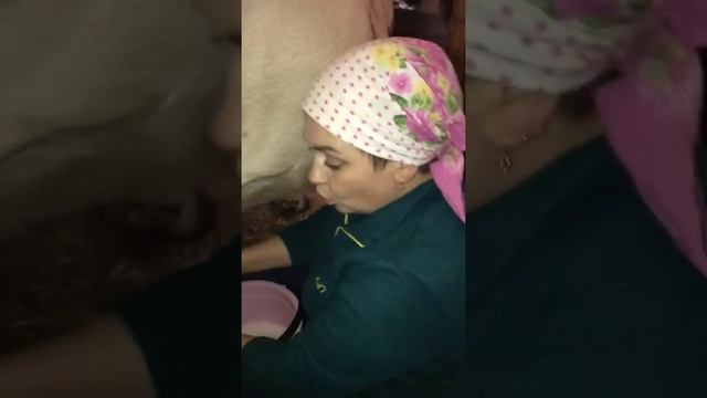 Как подоить корову? смотреть онлайн