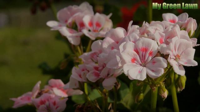 How to Winter Fuschias смотреть онлайн