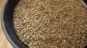 Делаем тёмный ржаной карамельный солод