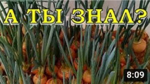 4 СПОСОБА выгонки зеленого ЛУКА: быстро, легко и просто???