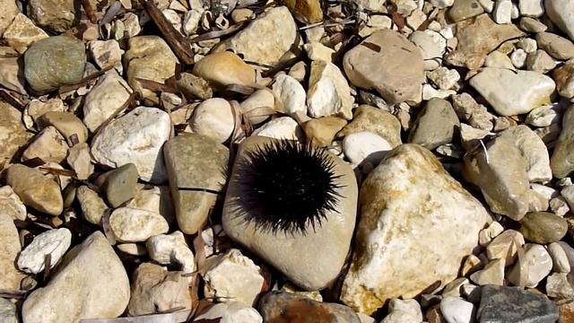 Глаз морского ежа:) смотреть онлайн