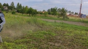 Высокая трава после дождей. Бензокоса Alpina.