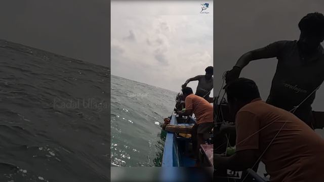Deep Sea Fishing Videos #fishing #fishingvideo #grouperfishing смотреть онлайн