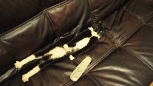 кот потянулся смотреть онлайн