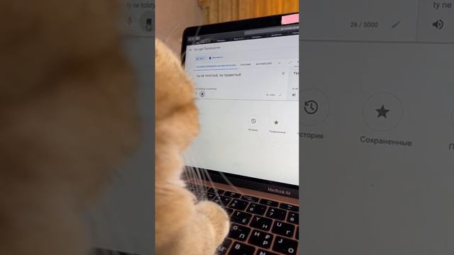 А сколько весит твой котик?😅#британскаяшиншилла #котики #кошки #кот смотреть онлайн