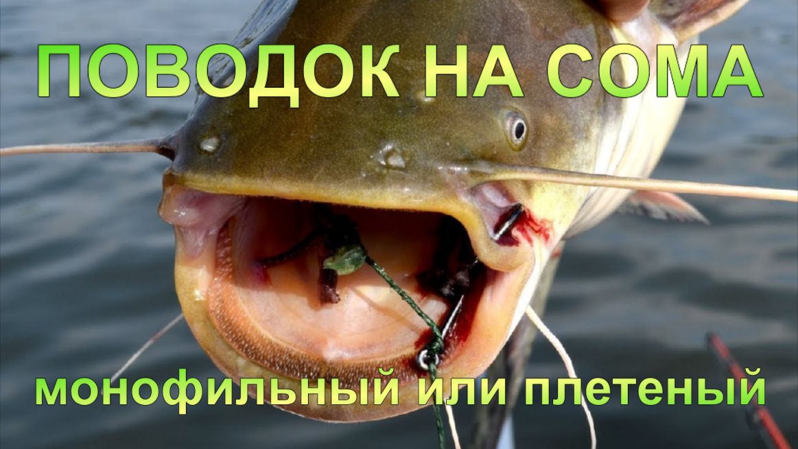 Правильный поводок на сома.