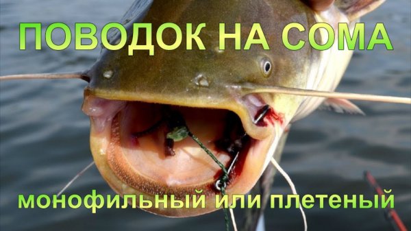 Правильный поводок на сома.