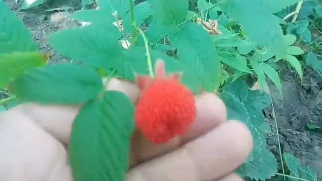 Тибетская малина Мяо Мяо смотреть онлайн
