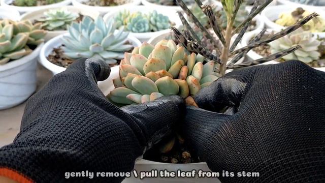 131 ECHEVERIA ARIEL SUCCULENT CARE GUIDE || Succulent Care Tips 다육식물 多肉植物 Suculentas смотреть онлайн