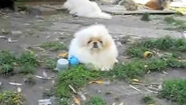 Пекинеса белую девочку с родословной продам смотреть онлайн