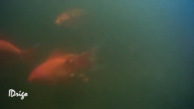 Чистая вода в пруду c рыбой или баланс воды в искусственном водоеме спустя год смотреть онлайн