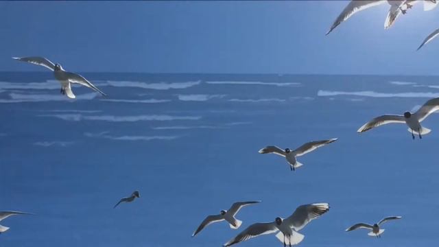 Чайки не кричите сердцу больно смотреть онлайн