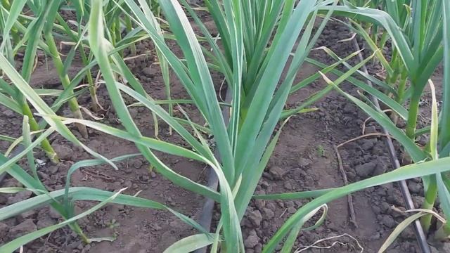 2019.05.21. Обзор сортов на экспериментальном участке. Подкормки в данный период. смотреть онлайн