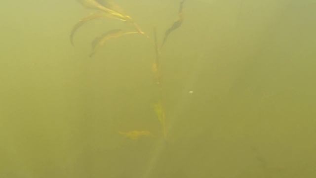 Подводное путешествие по реке Лососянка и озеру Юбилейное, г. Гродно смотреть онлайн