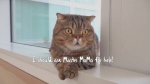 Why Do Cats End Up with Broken Fangs? | Kittisaurus Villains