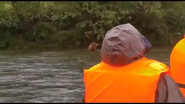 Медведи Камчатки на реке Быстрая. Одна минута.