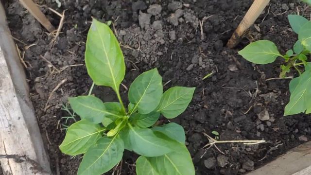 Посадка перцев в теплицу! Подкормка, посадка. смотреть онлайн