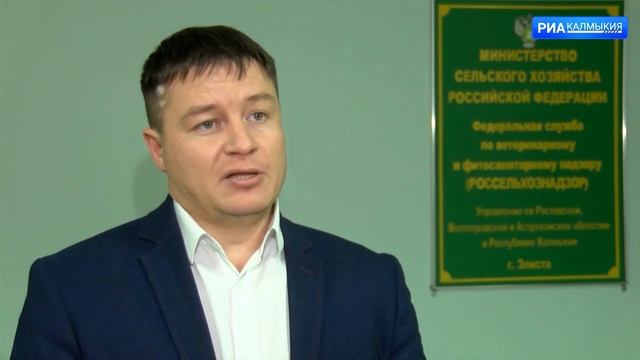 Более 500 тонн животноводческой продукции экспортировано из Калмыкии в Иран.mp4 смотреть онлайн