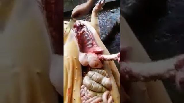 Нутровка кабана смотреть онлайн