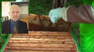 Профессор Кашковский: как сделать отводок на маточник?