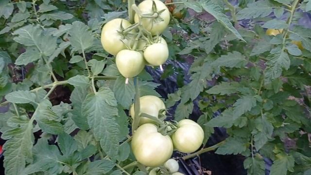 100 кг томатов с 10 кустов смотреть онлайн