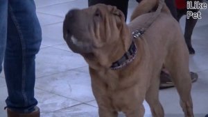 5 пород собак, хорошо выдерживающих одиночество