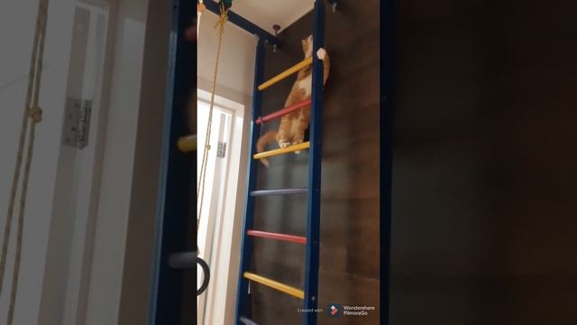 Дрессированный кот залезает на лестницу за палочкой. Дрессированный кот #1. 100% гарантия веселья. смотреть онлайн