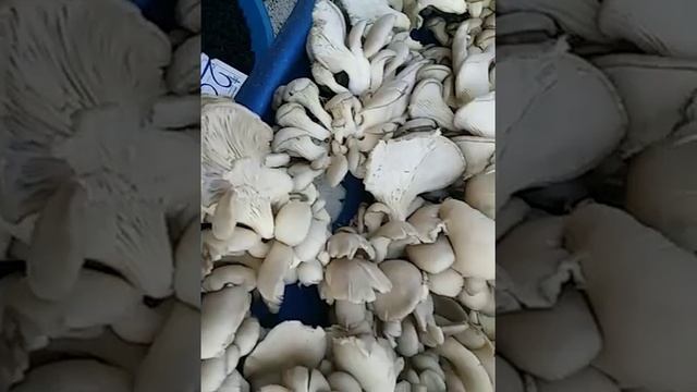 Самые дорогие грибы на рынках Анталии !25лир кило! смотреть онлайн