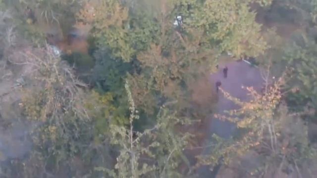 Зоопарк тигры львы КОЛЕСО ОБОЗРЕНИЯ Киев с высоты птичьего полёта смотреть онлайн